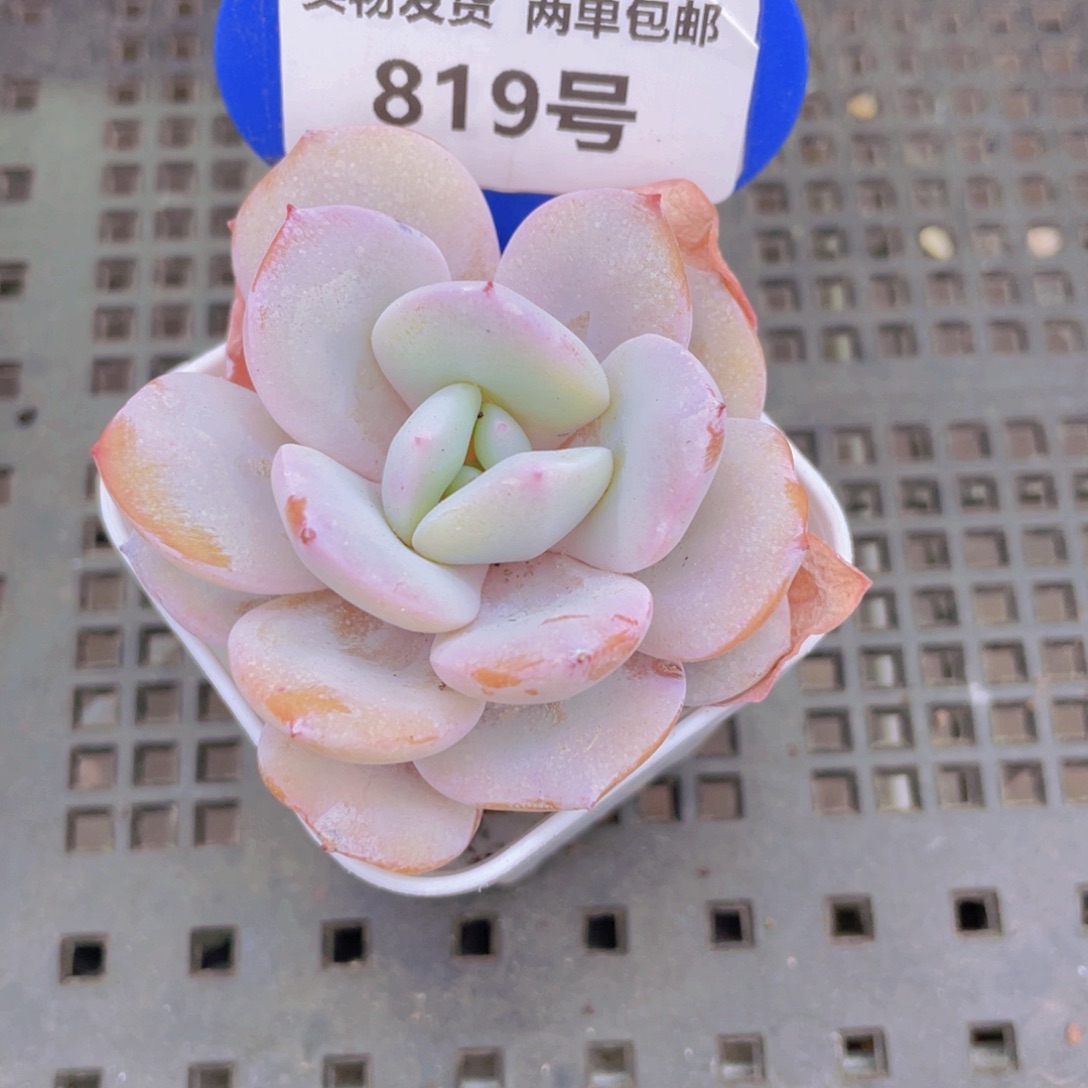 819号韩版奶茶单头一个