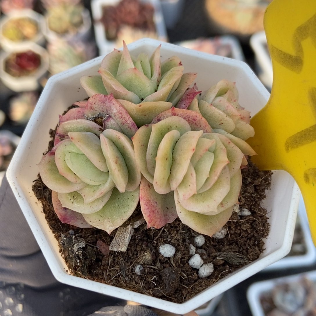 541冰玫瑰多肉植物保护