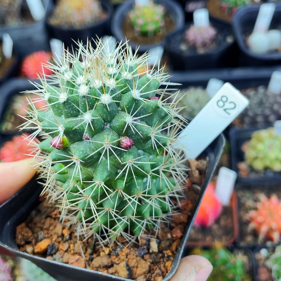 非偏远地区满25包邮仙人球