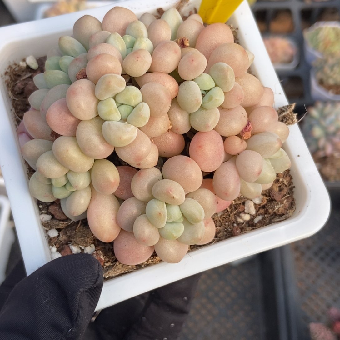 621洛可可多肉植物保护