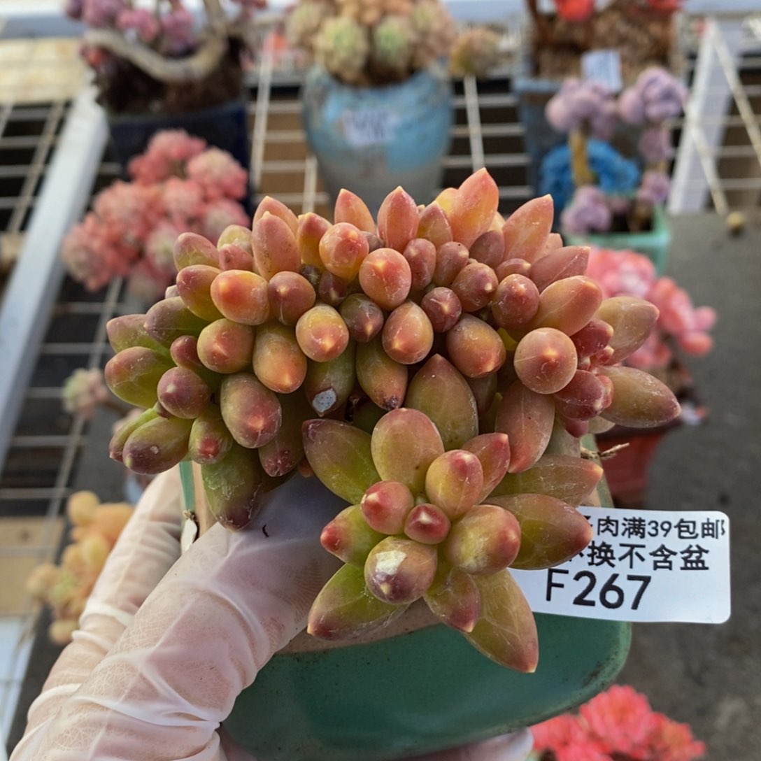 缘香蕉树缀267/8c m