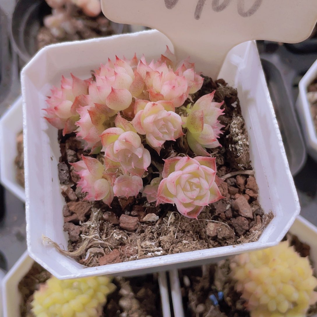 甜**a麦秆w100一物一拍