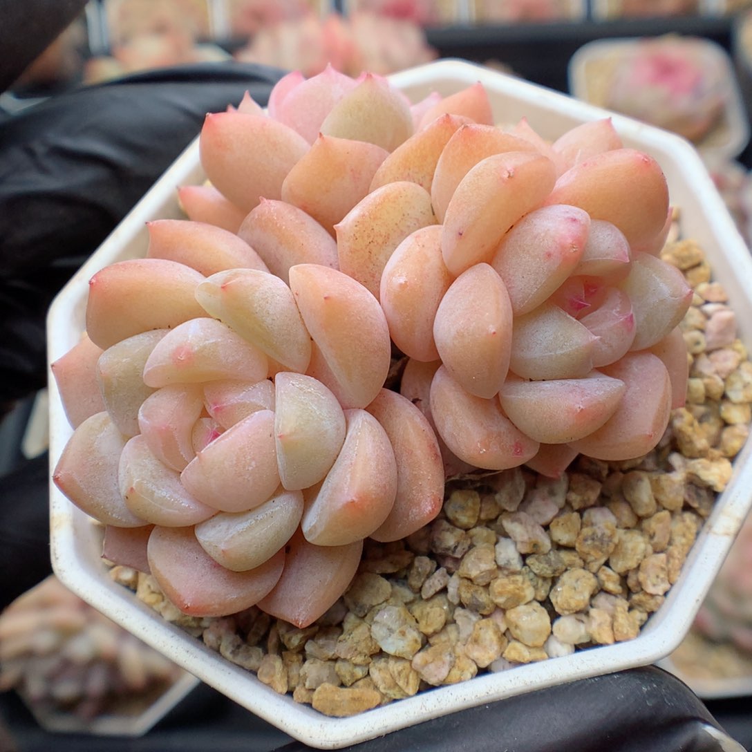 多肉植物。 糖心119