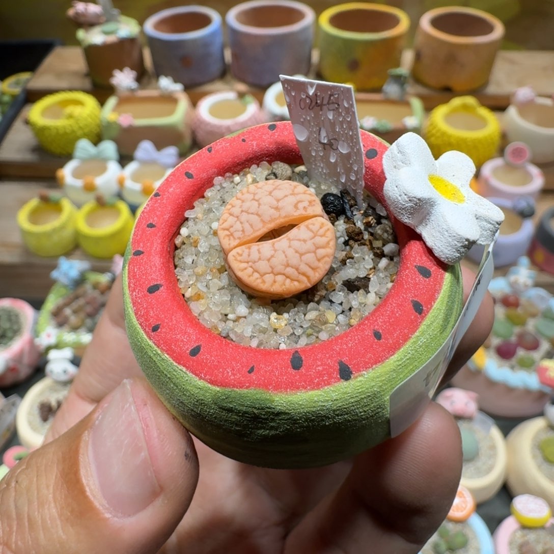 蘑菇1424c245浪汗多肉植物