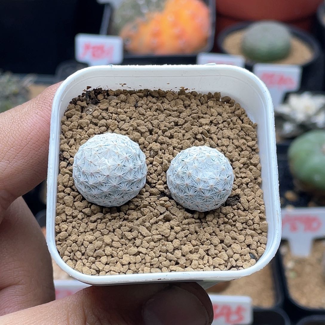 实生两颗大玉白鸟仙人球