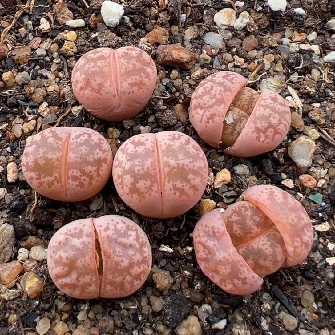 1.13好看的多肉745