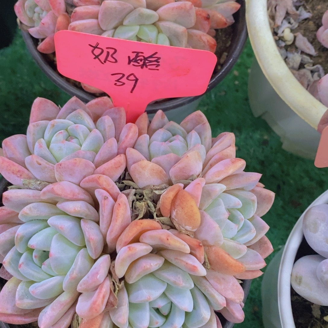 多肉植物，一物一拍，第5场