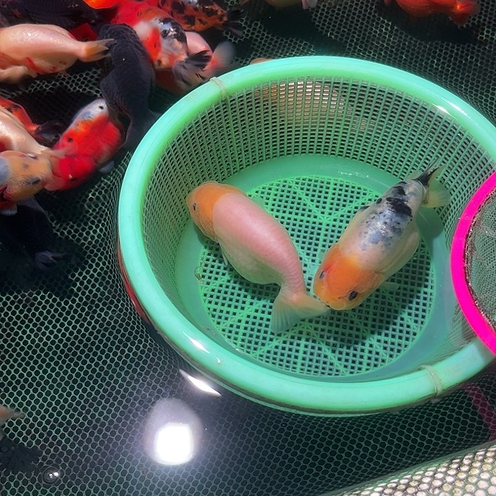 金鱼2条。          