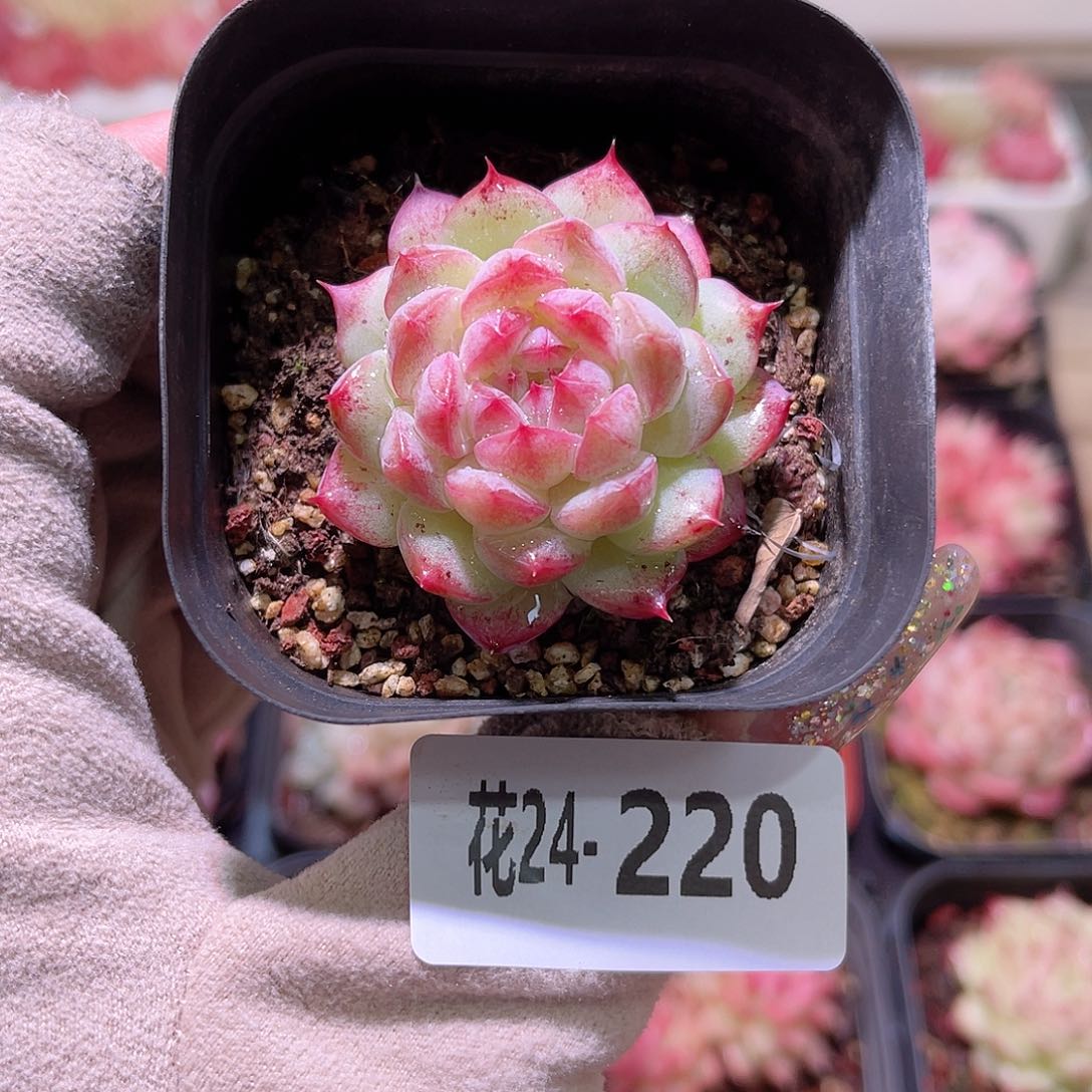 花利美24-220白桃汽水