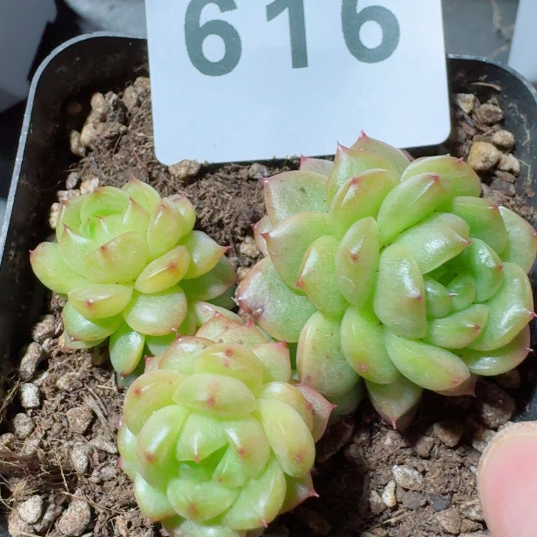 灯泡珍妮         精品多肉