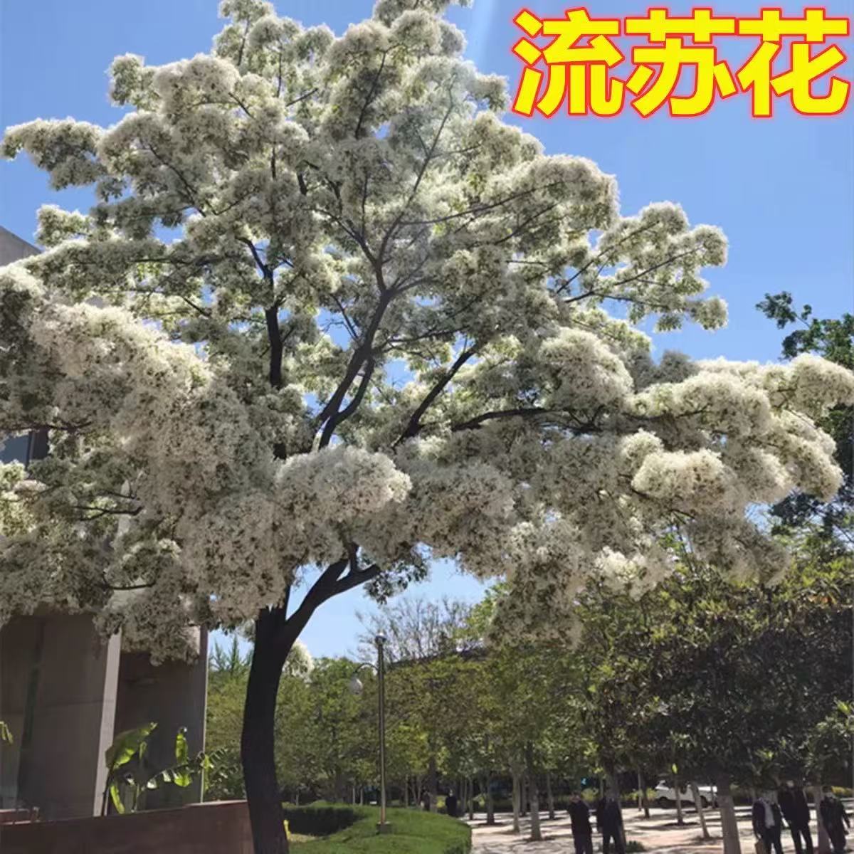 流苏树苗白流苏花树苗盆栽庭院地栽四季风景绿化苗木油根子流苏苗