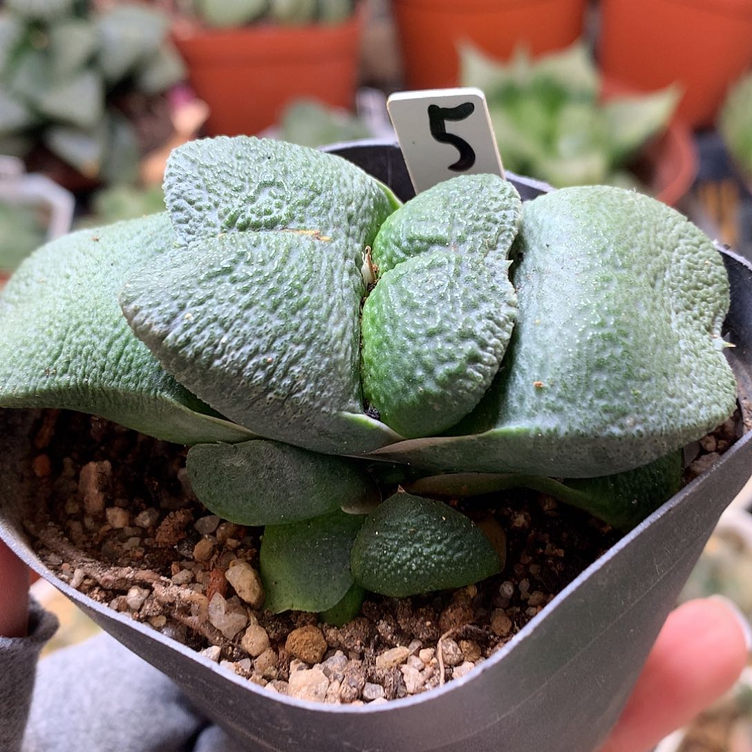 蝴蝶卧牛带盆土带头咯哦