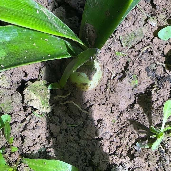 盲盒3.6厘米带1侧朱顶红