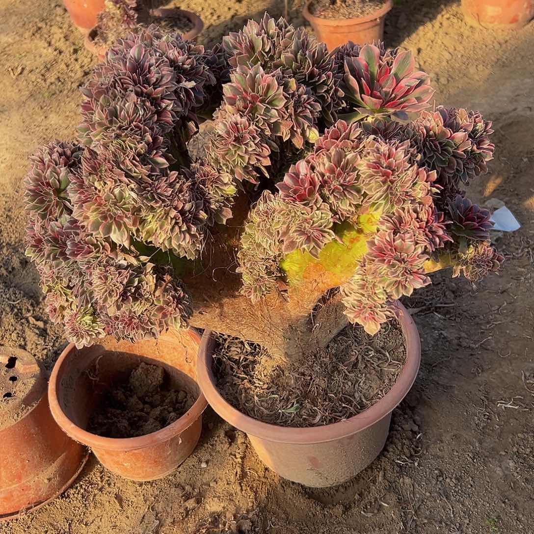 主***攀女神缀化脱土发货，补差价