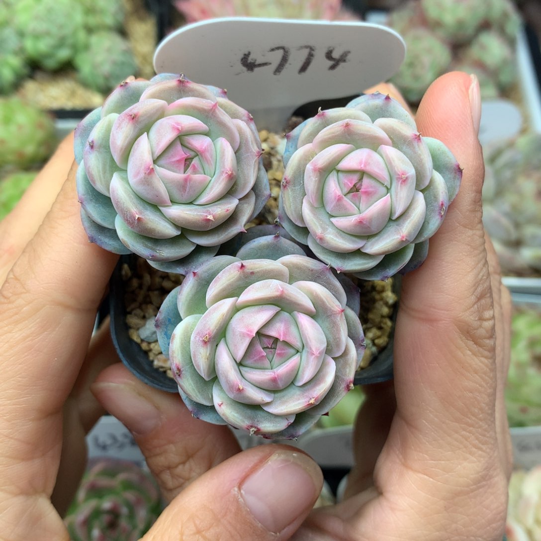 白芷珍妮3头群4774