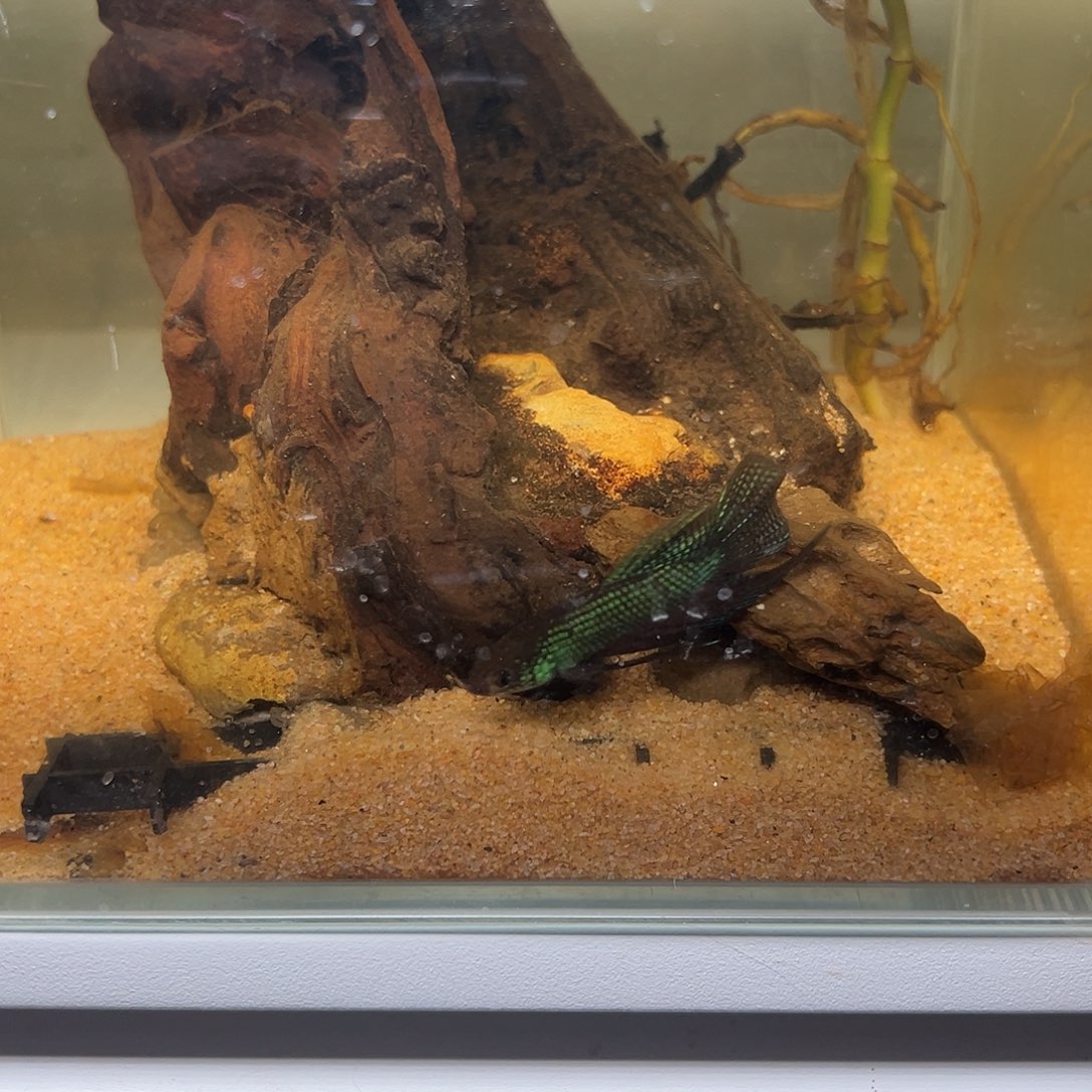 海水鱼泰国斗鱼原斗66号