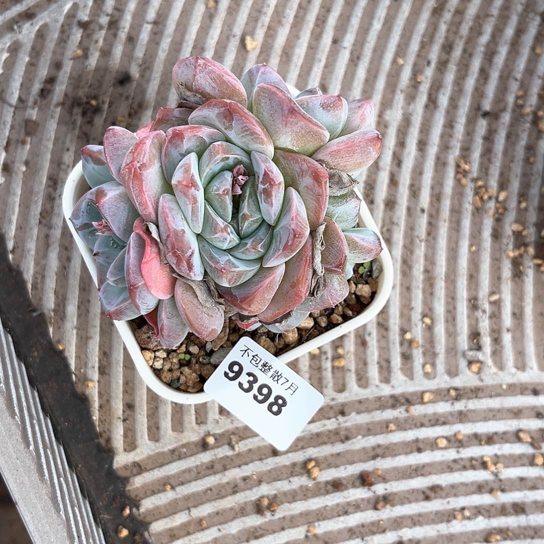 阿雅园艺。       9398