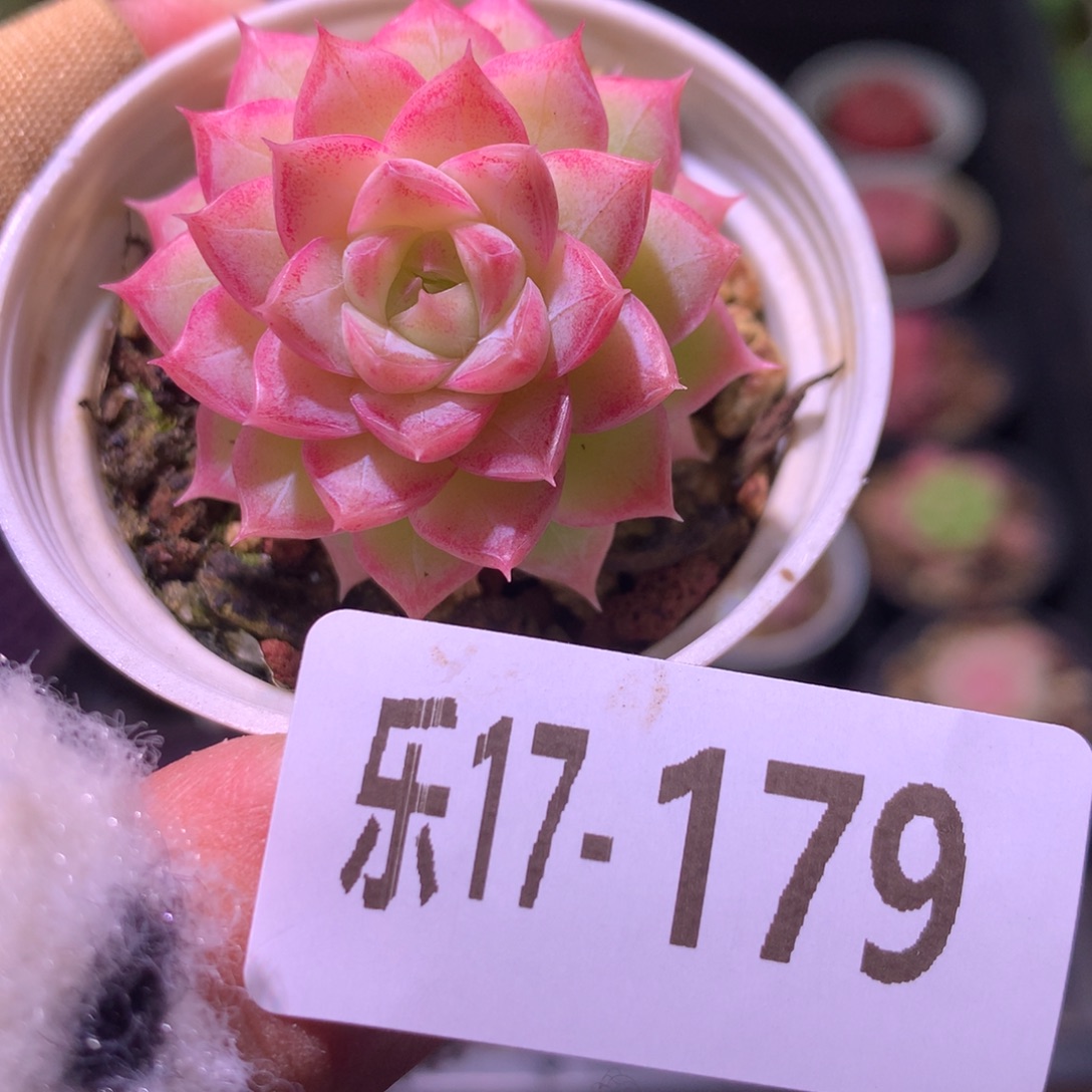 乐然17-179 女王玫瑰 