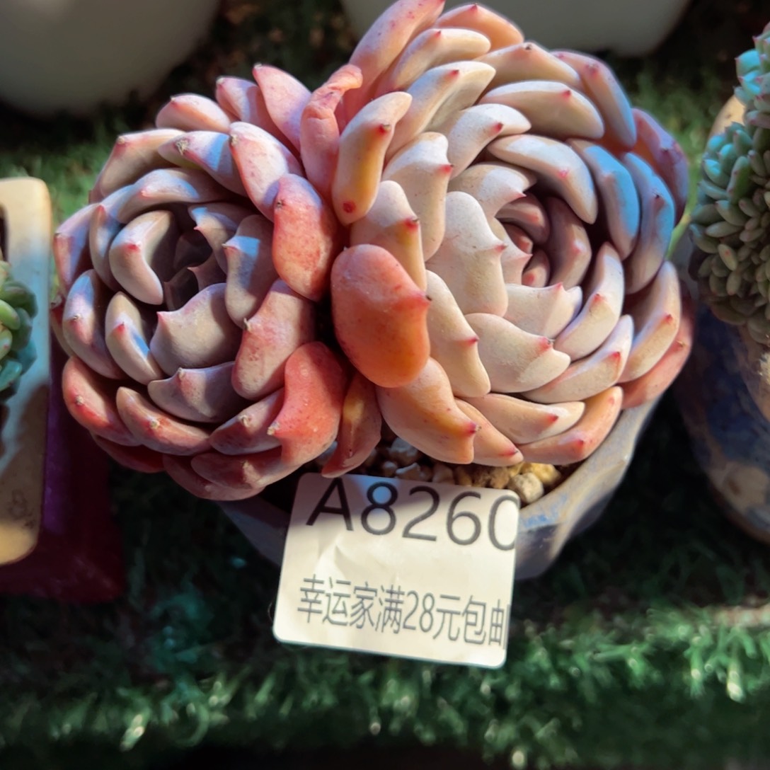 幸运的是我的朋友们