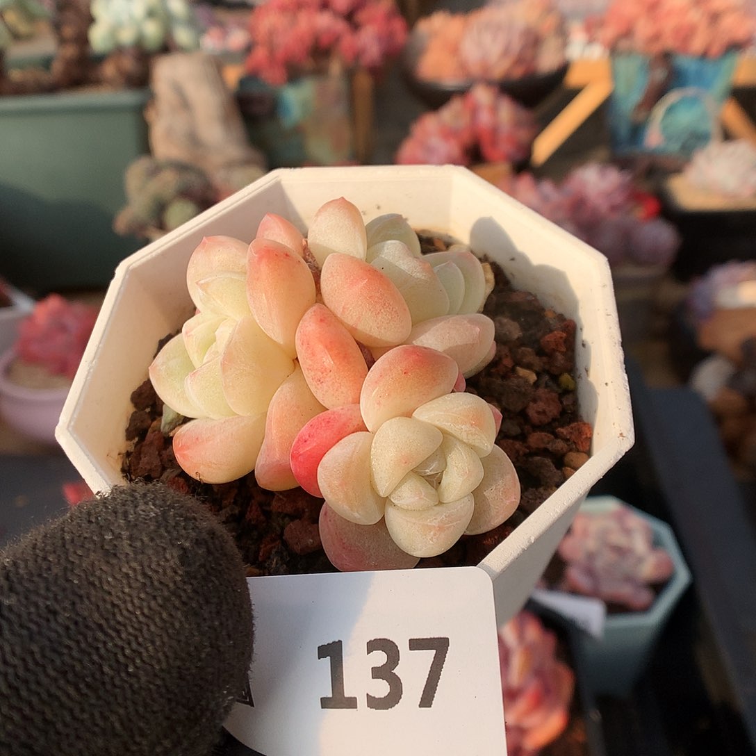 137冰玉多肉植物36666