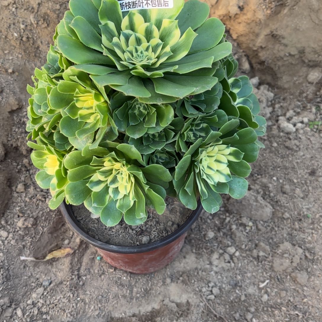 M. 2504辛尼雅多肉1，cade