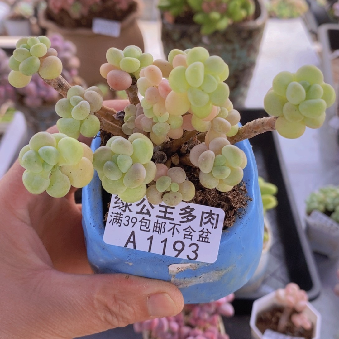 鱼子酱老桩7cm1193多肉植物