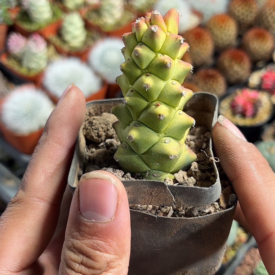 将军阁黄锦单头发货单头