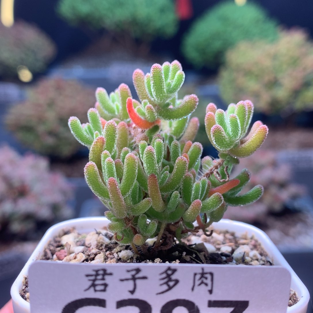 c297冰橙枝干番杏