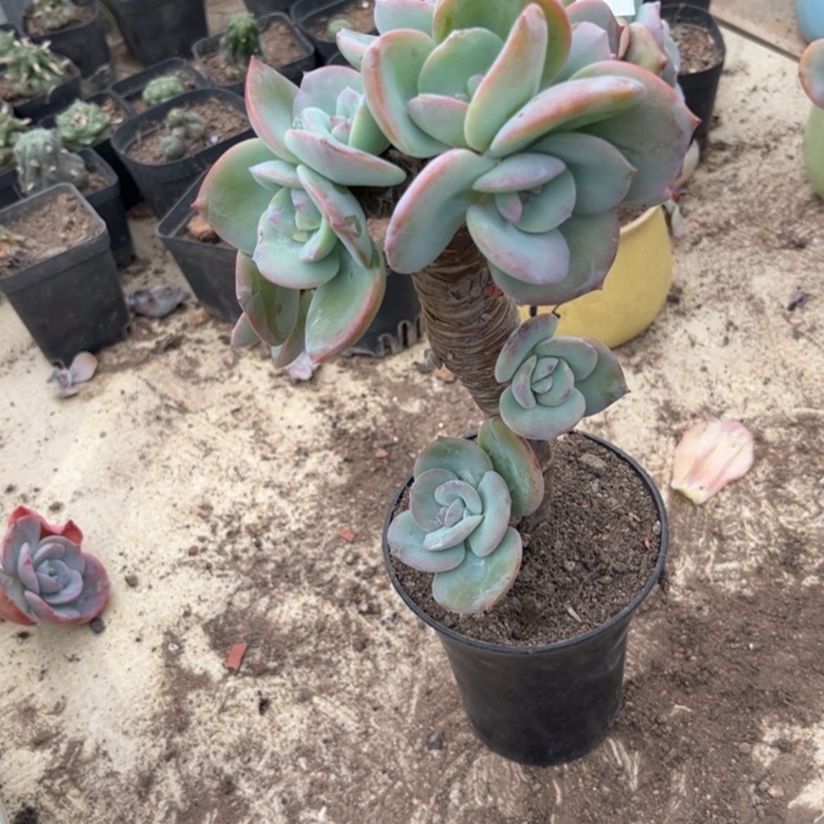 【闪购商品】无花朵倚*