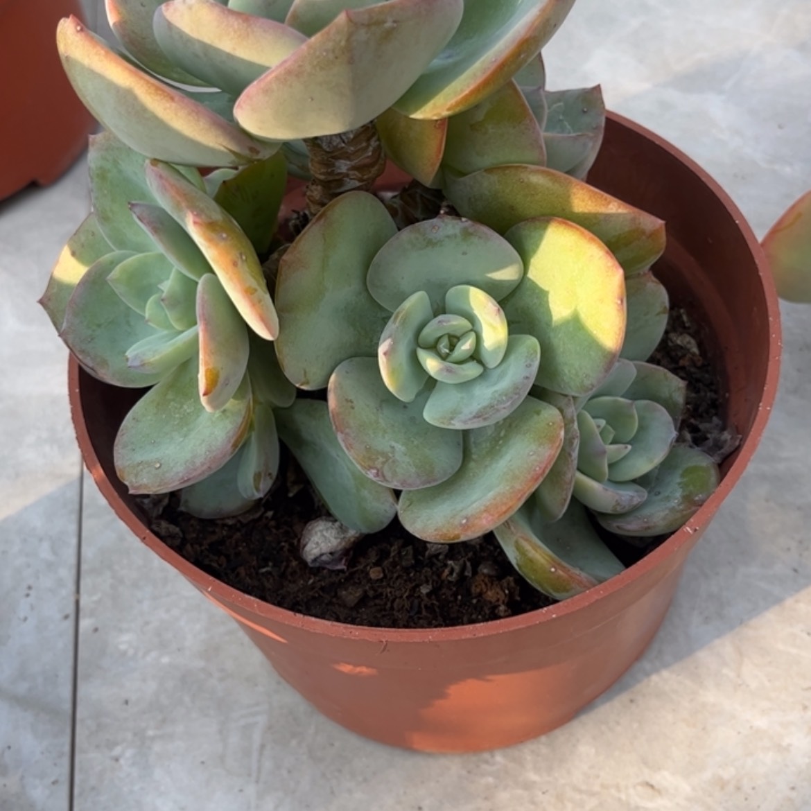 【闪购商品】无花朵用****2