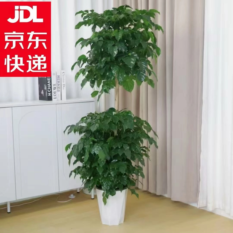 【京东送货上楼】1.3-1.5米双层幸福树四季常青净化空气吸甲醛植物Z
