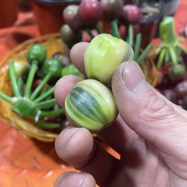 完全开放君子之交淡如水 小人之交甘若醴的人