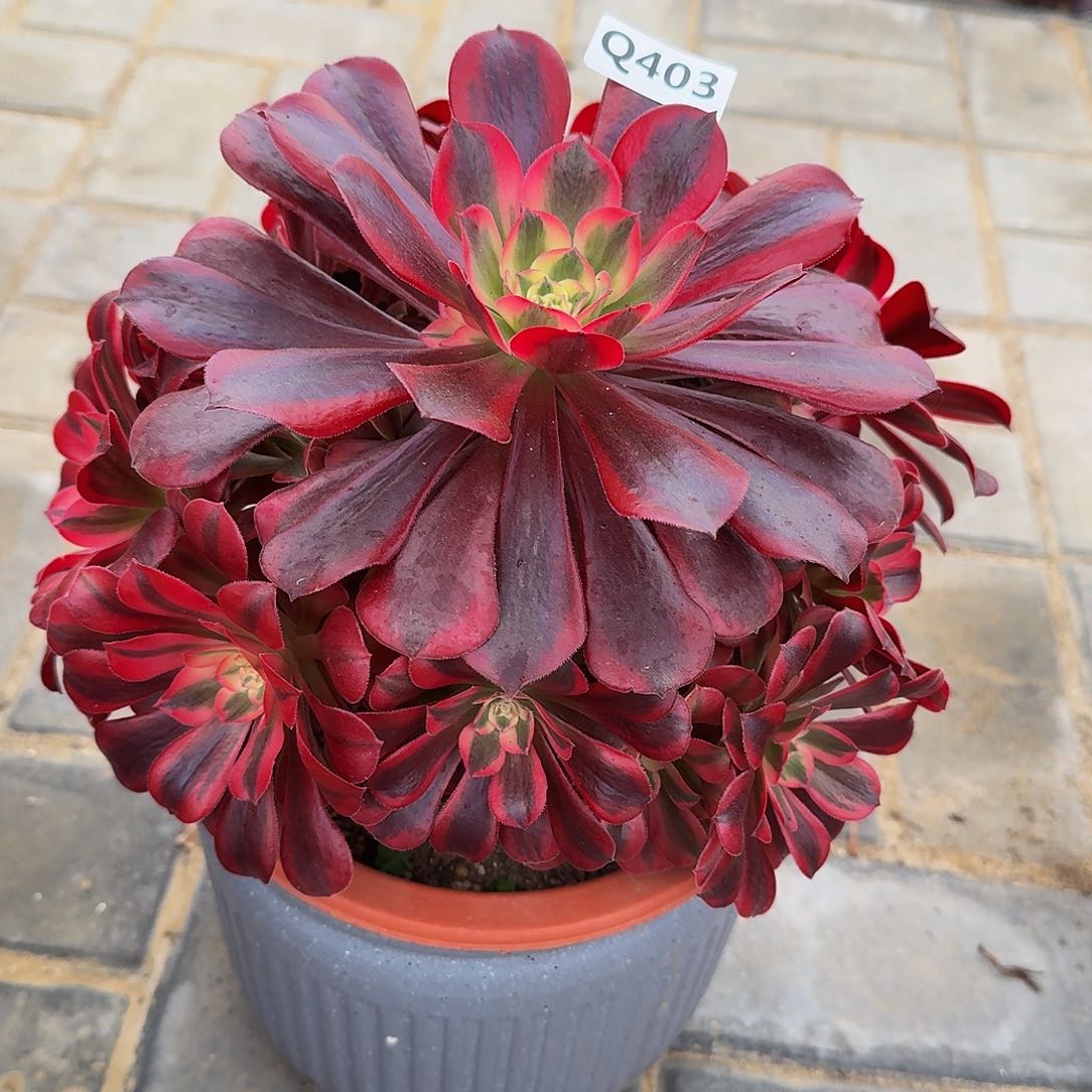 403美杜莎44冠服24.5左右