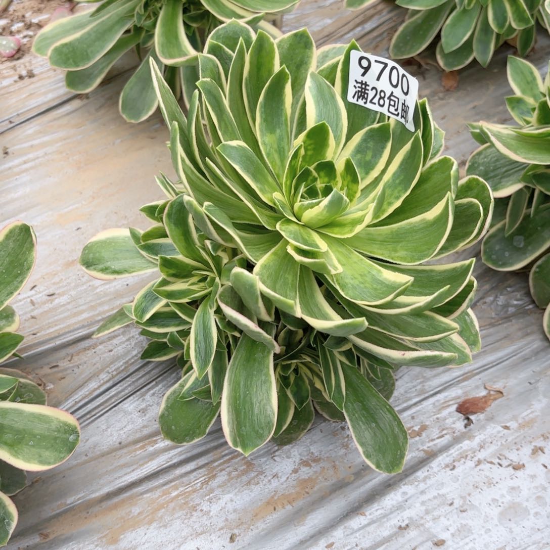 X. 9700绿玫瑰白多肉