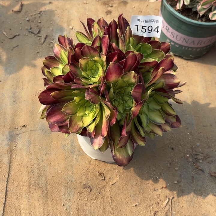 韶华多肉法师1594