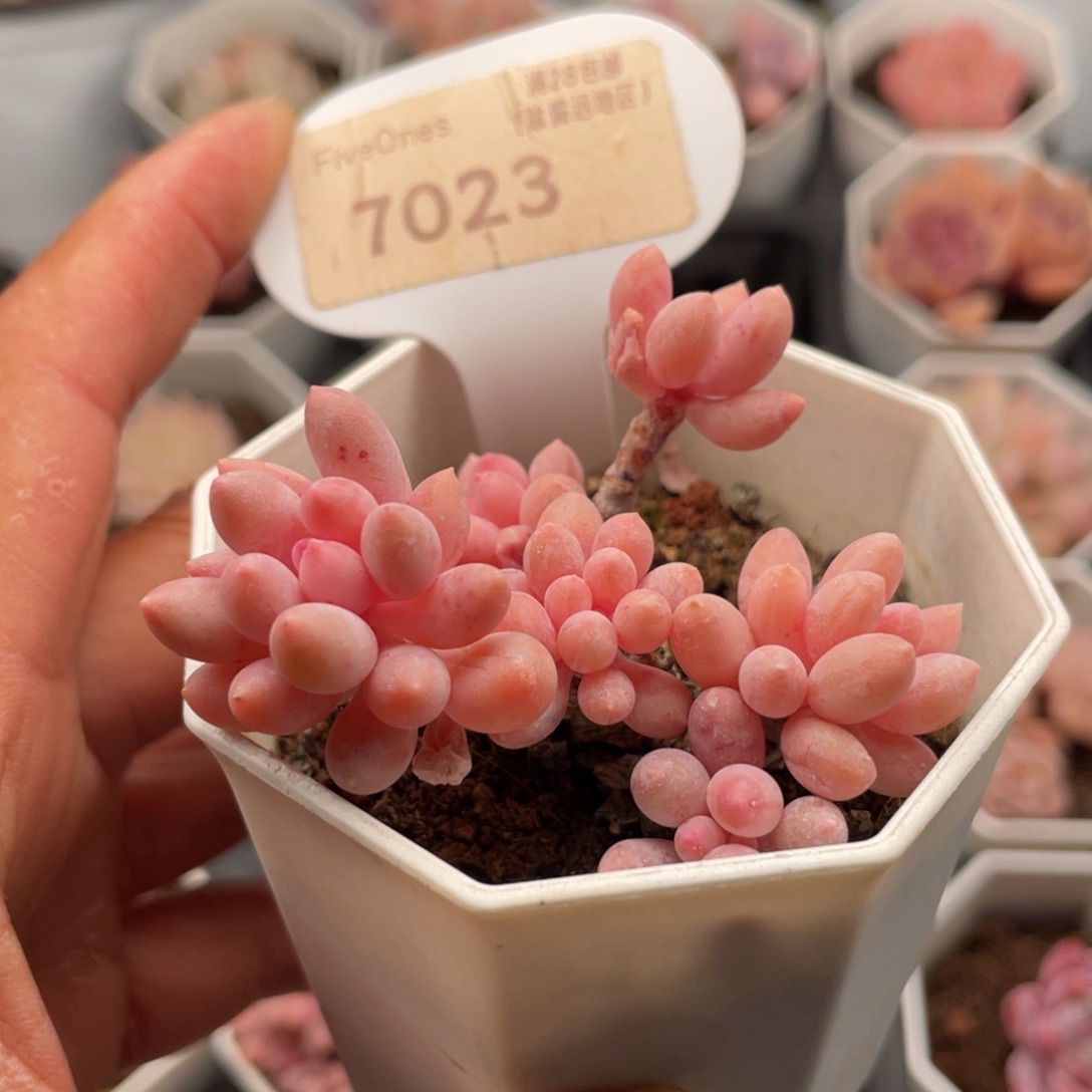 婴儿手指7023-5.5厘米