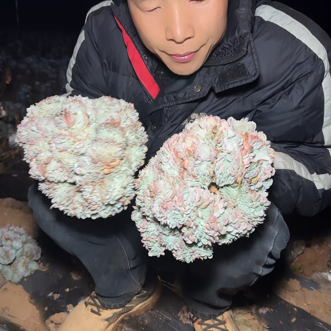 地栽香妃月影缀化多肉2棵