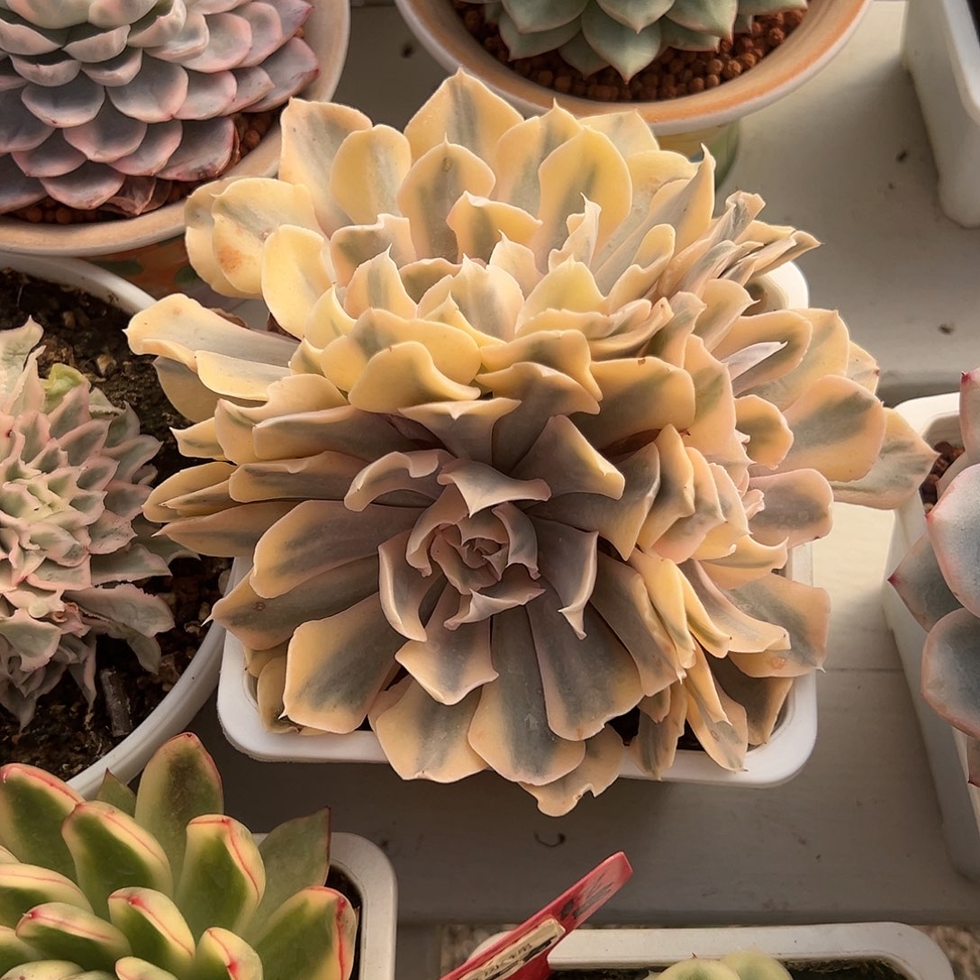 利比里亚锦群生多肉