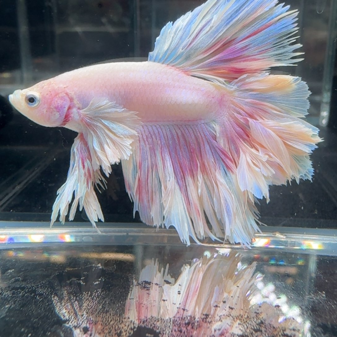 海水鱼20号拍品印尼斗鱼