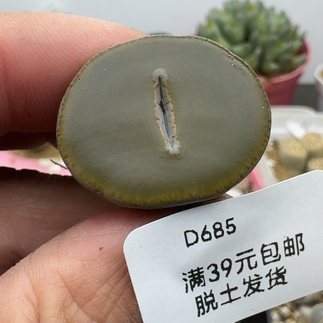 685有干疤介意勿拍多肉