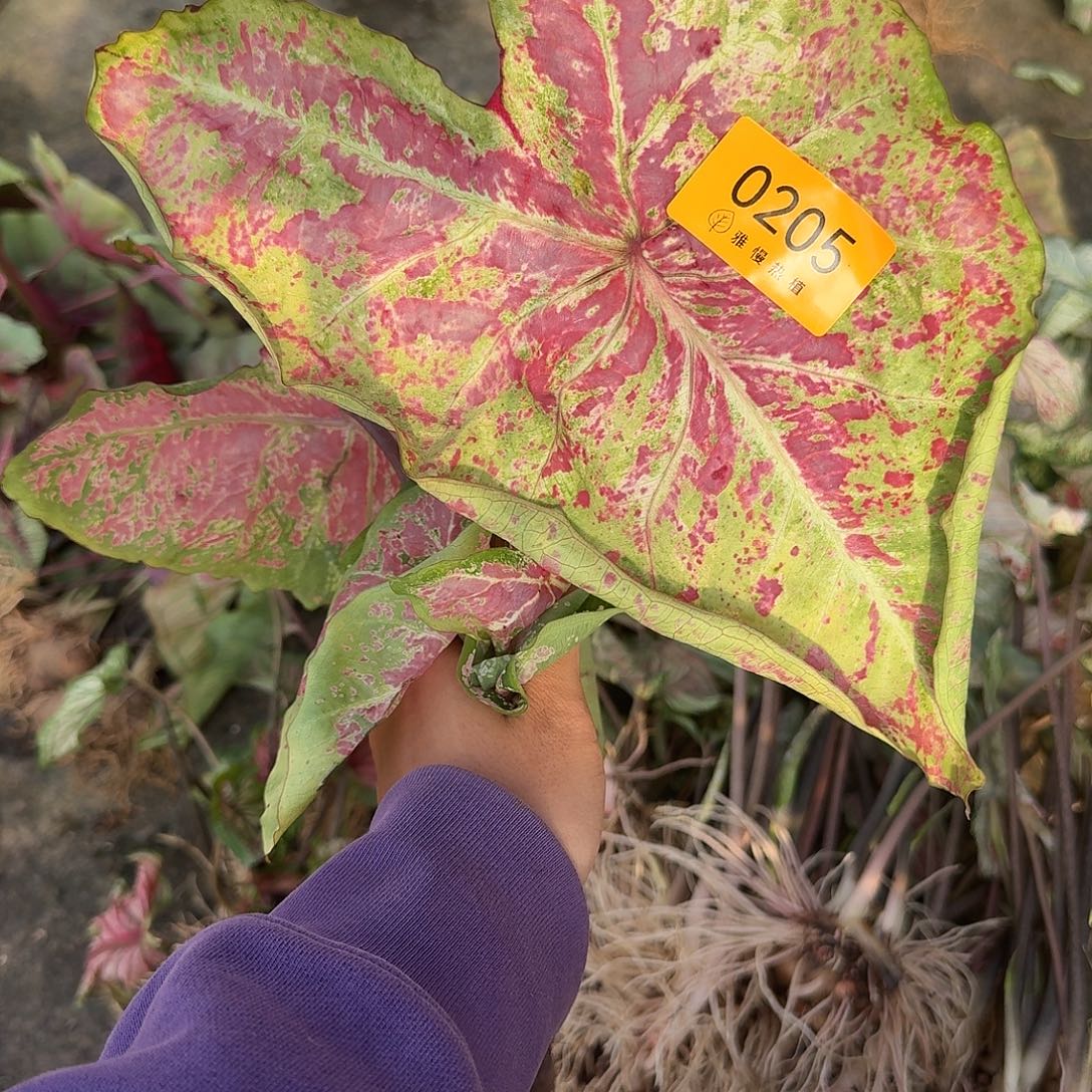 晚***鱼完全开放0205芭蕾舞鞋裸球不售后