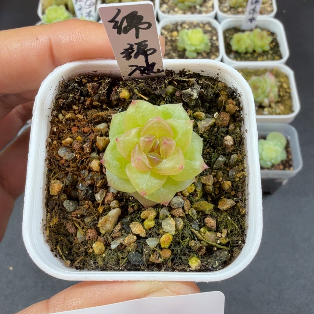 绵绵冰单头一物一拍155