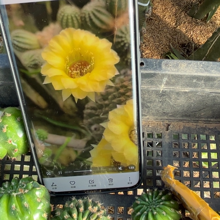 16丽花茶A5歪虫咬无根侧芽3一4公分左右20包邮