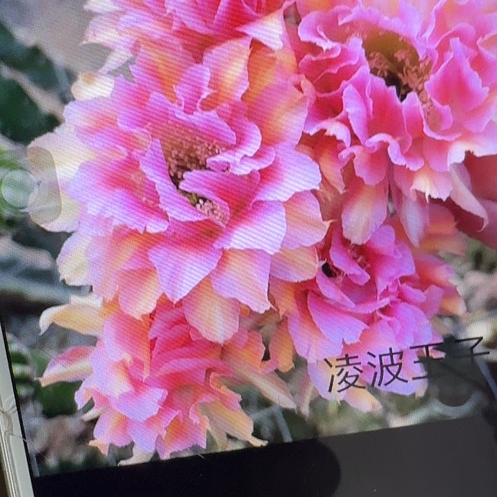 王子侧芽4公分彩草