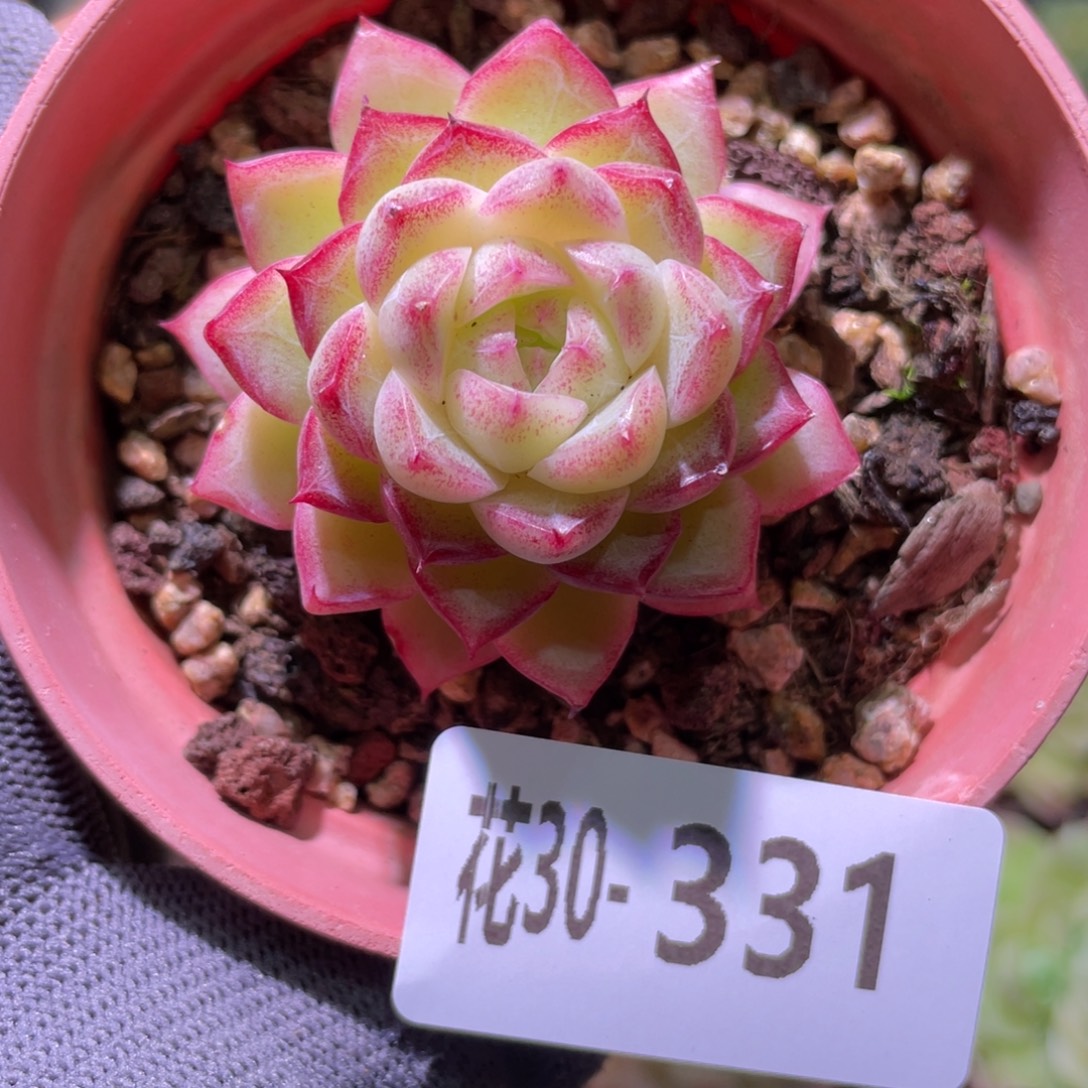 花利美30-331女王