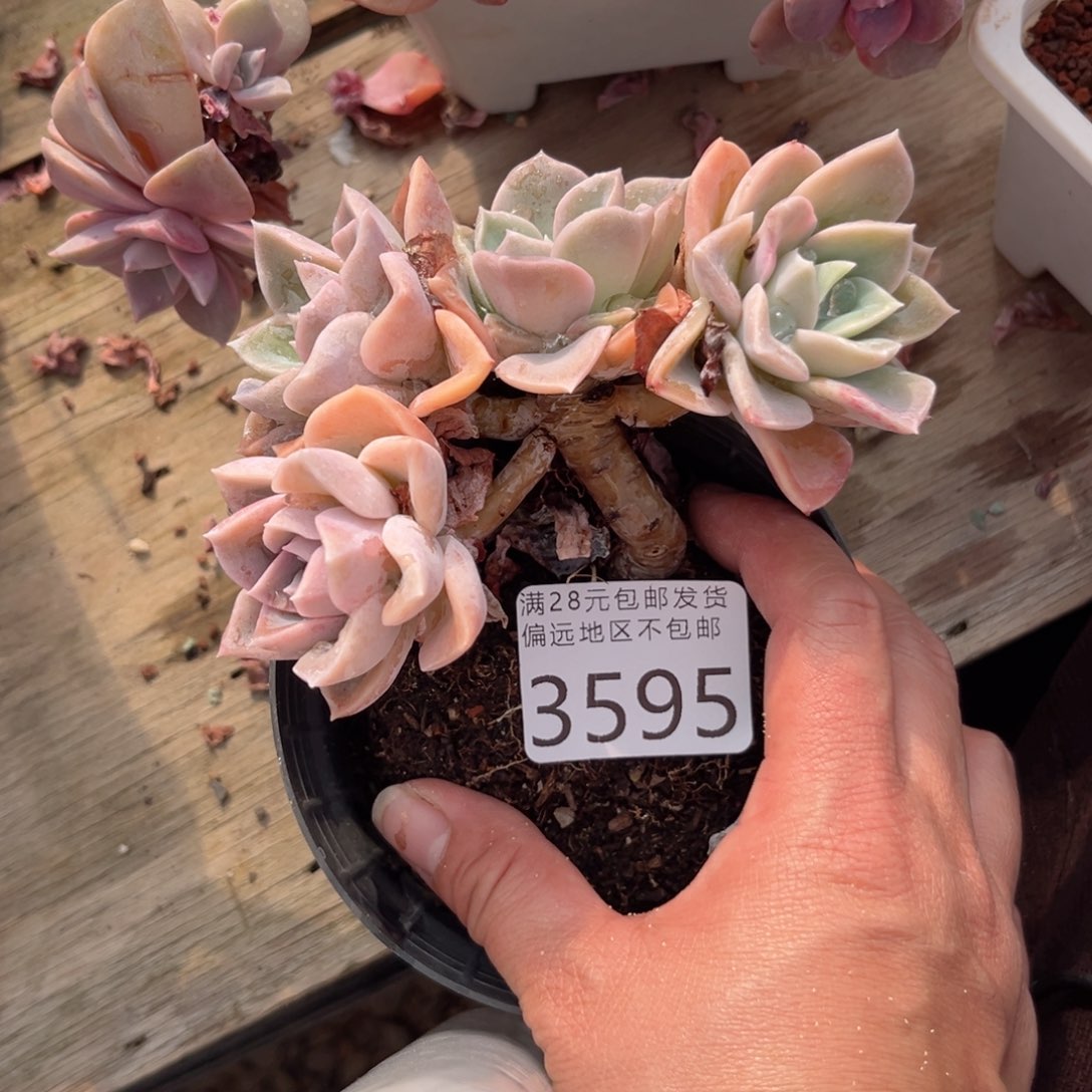 大3595；c d f f g h h h b