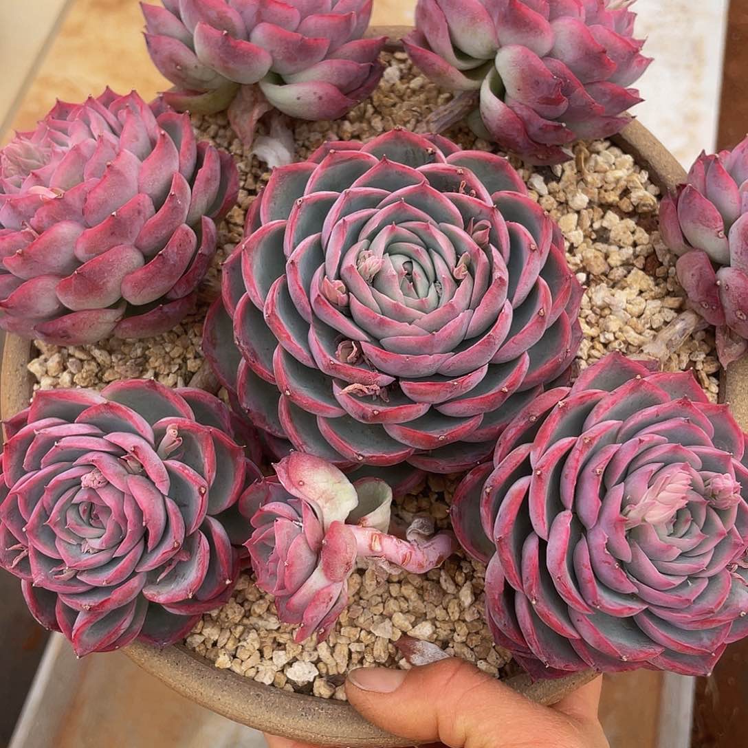 侧影无砍 多肉多肉