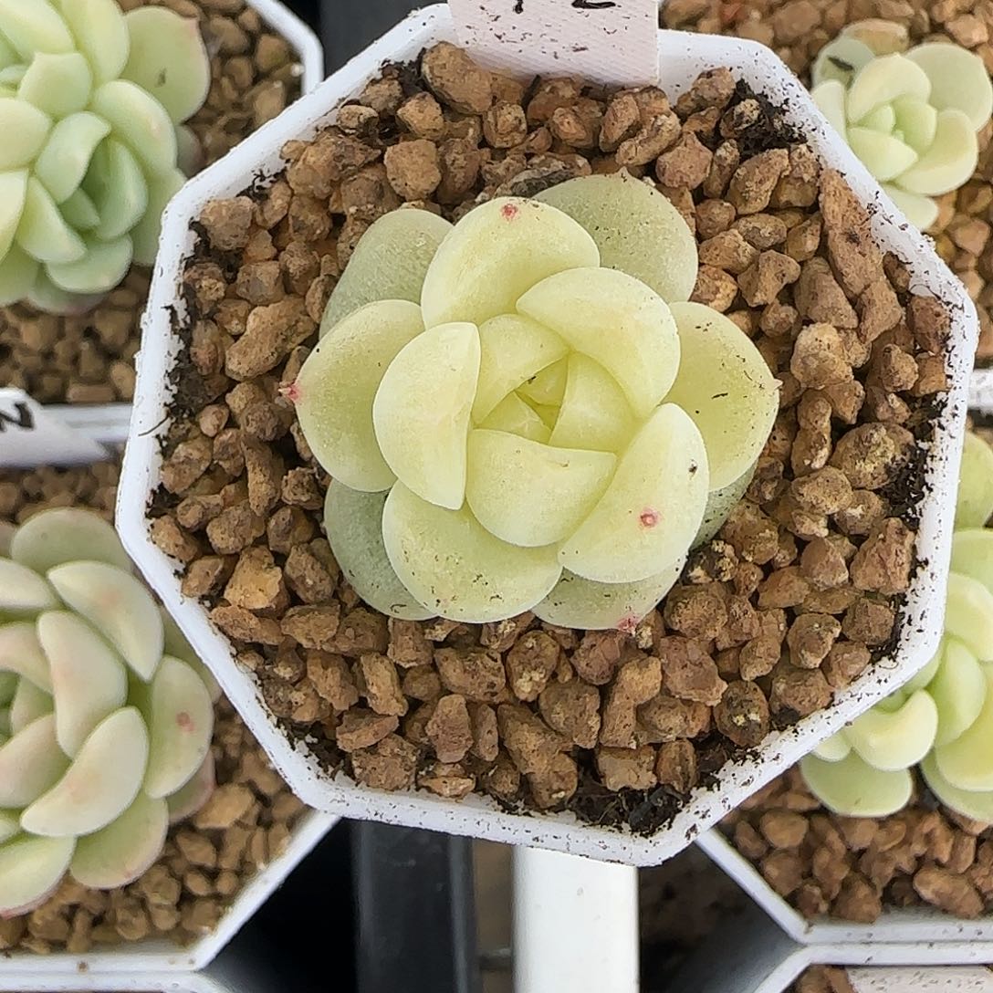 ****厨福利财富密码CF2单头