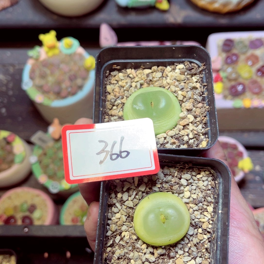 香***7286带盆发11111111111