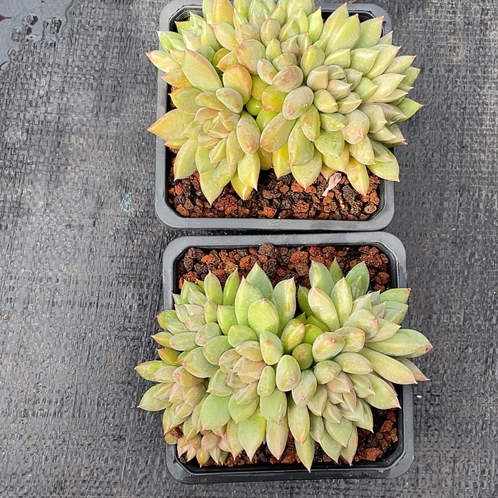 象牙朵朵綴2颗16寄养